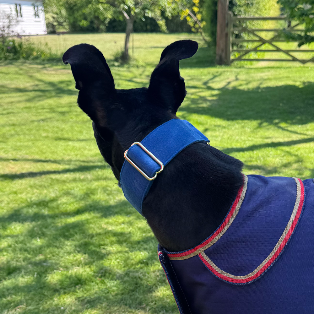 Martingale DryDogs Collars | Matching Leads Available - Image 9