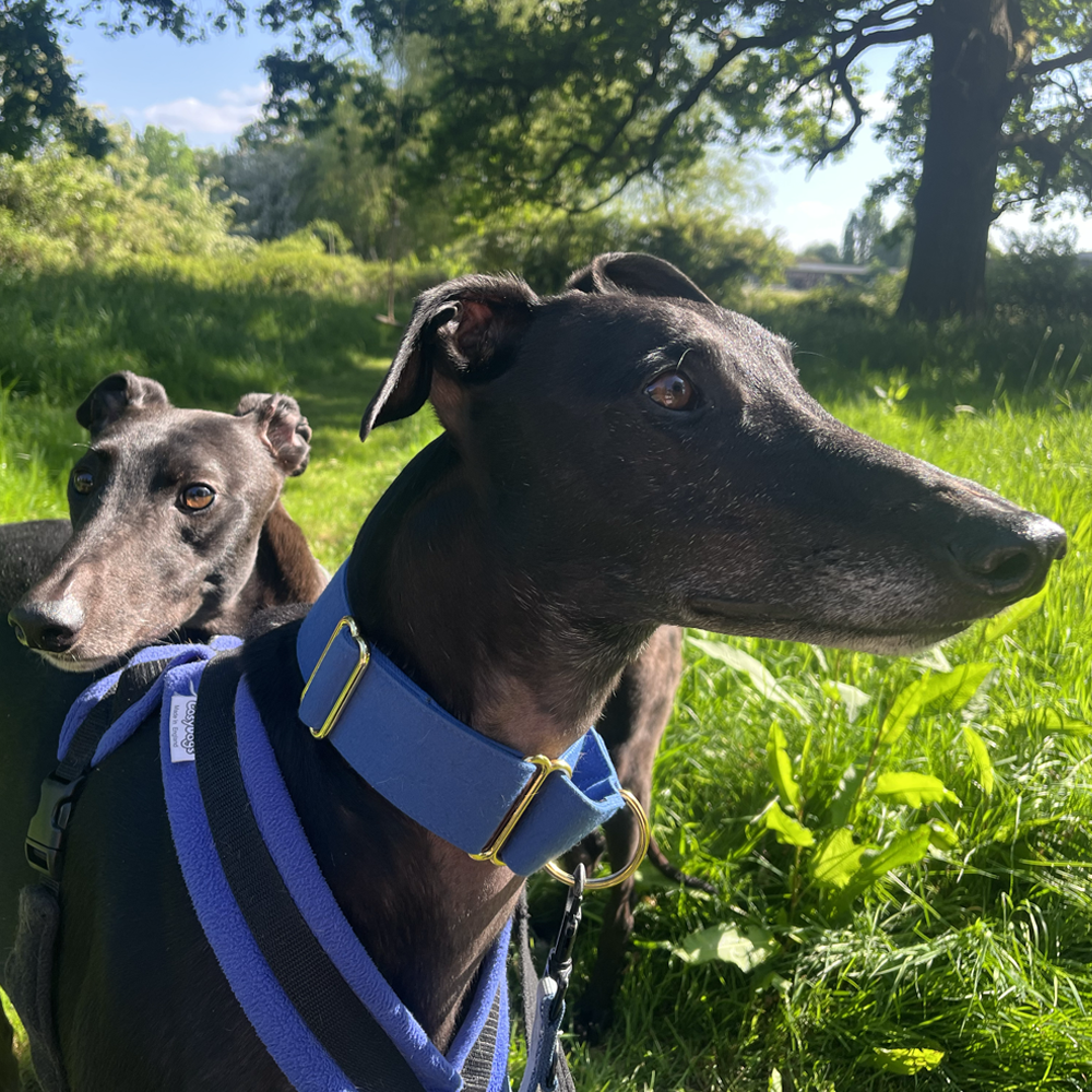 Martingale DryDogs Collars | Matching Leads Available - Image 12