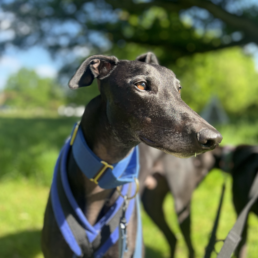 Martingale DryDogs Collars | Matching Leads Available - Image 13
