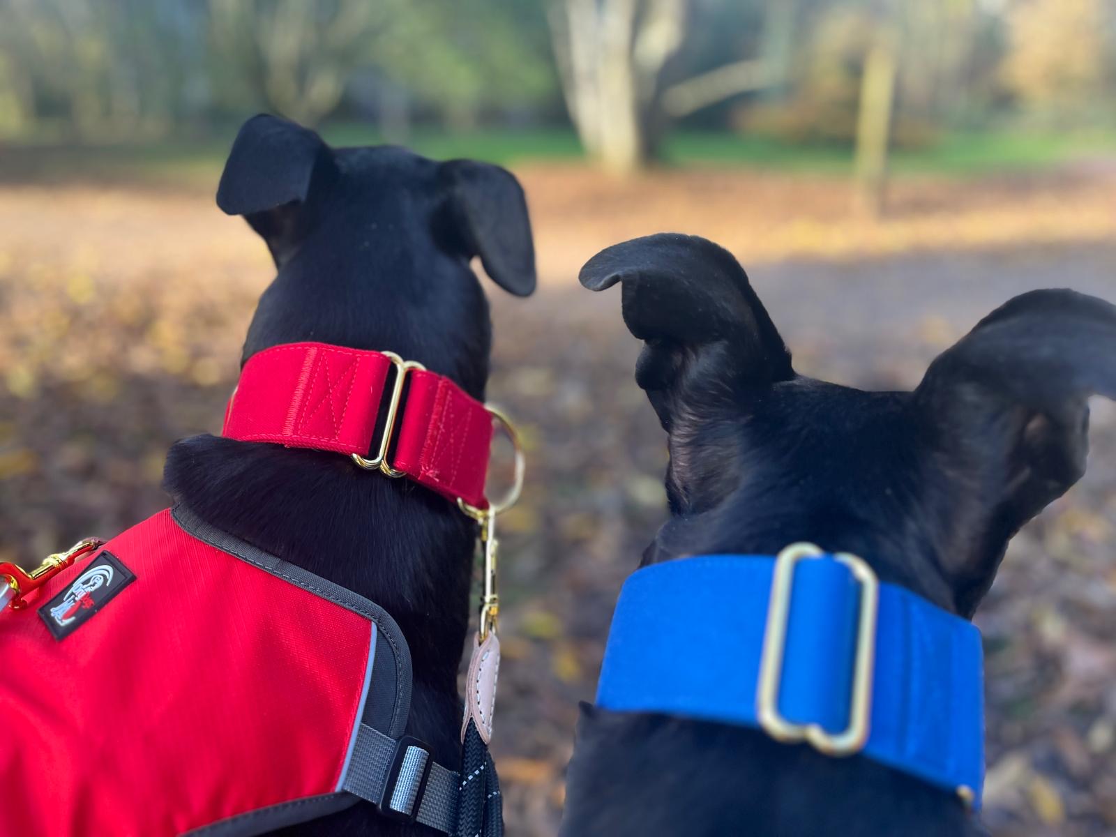 Martingale DryDogs Collars | Matching Leads Available - Image 8