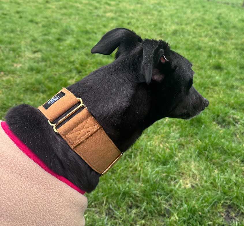 Martingale DryDogs Collars | Matching Leads Available - Image 11