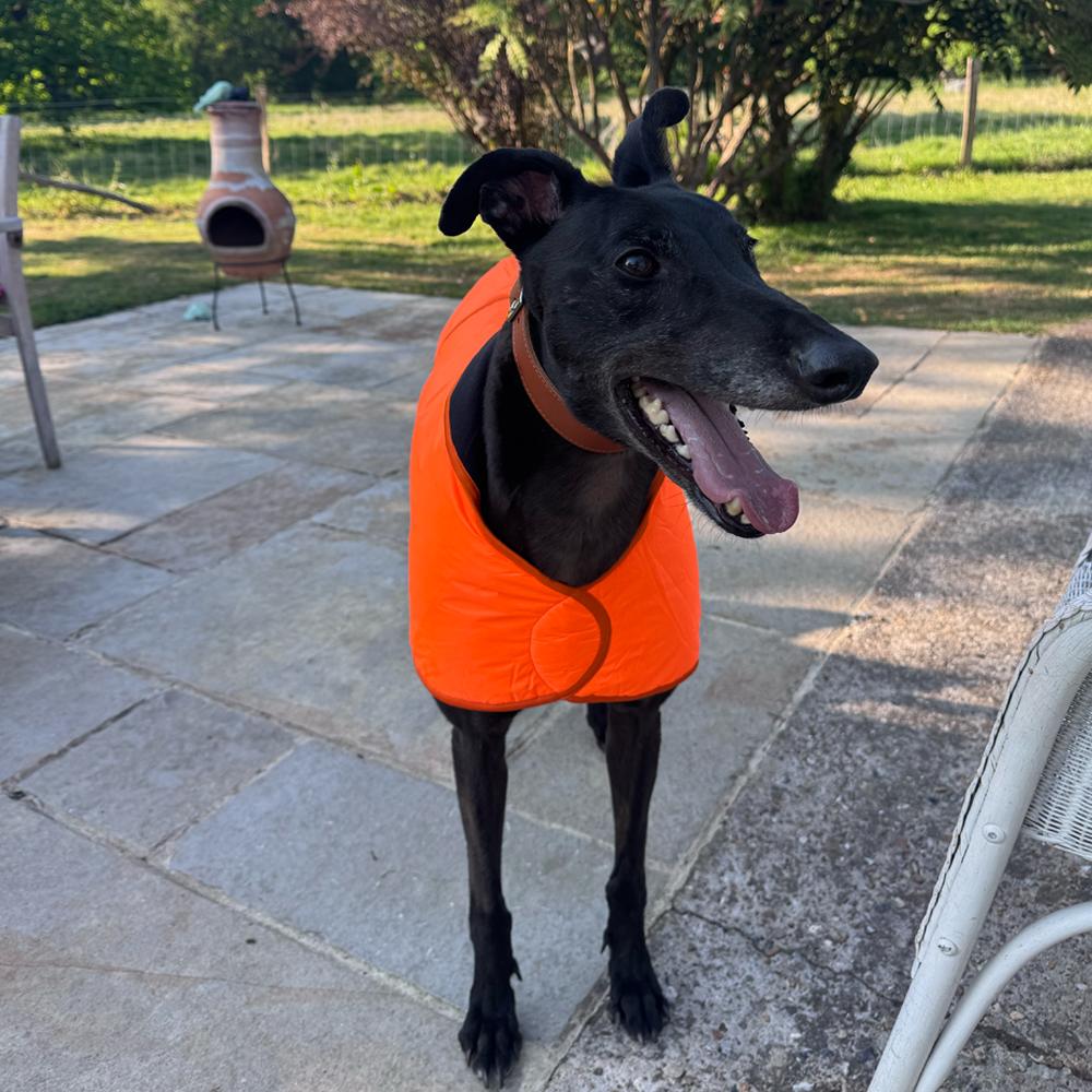 Greyhound Winter Coats With KGR Logo - Image 10