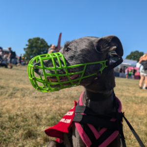 Lurcher Muzzle - Don Pare 107