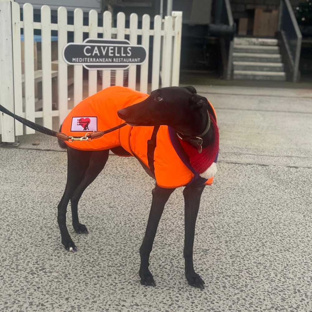 Greyhound Winter Coats With KGR Logo - Image 13