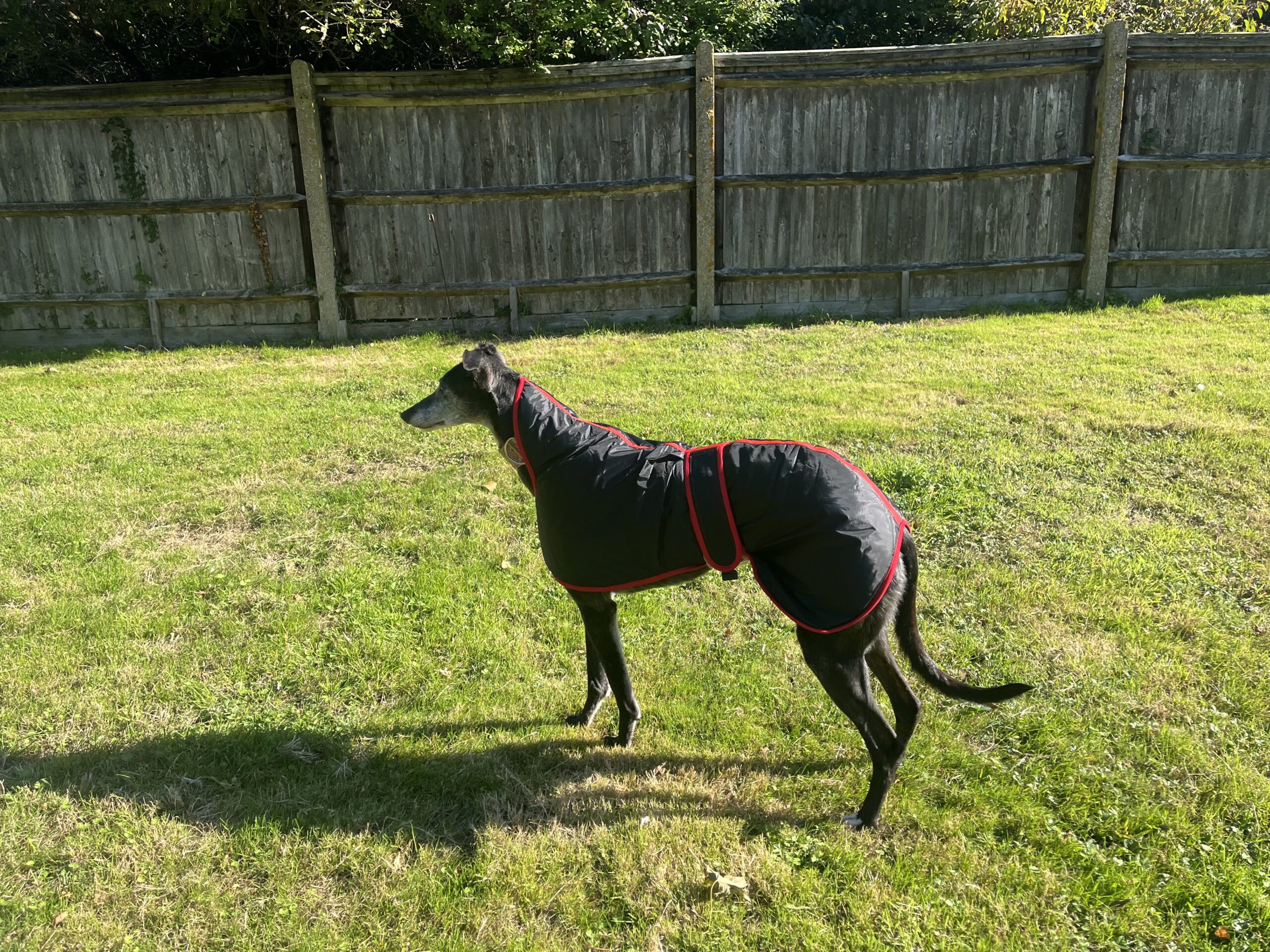 Greyhound Winter Coats With KGR Logo - Image 4