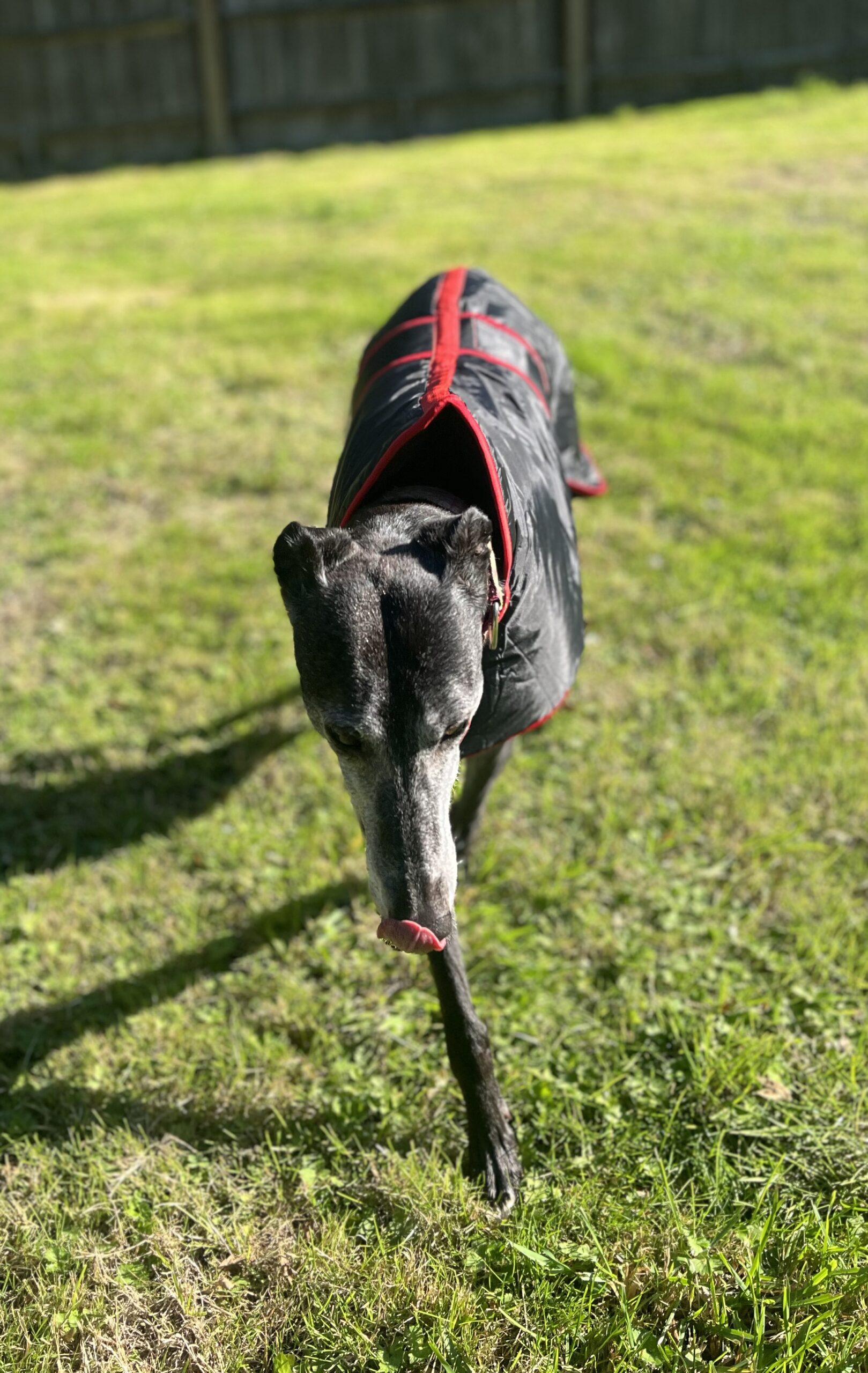 Greyhound Winter Coats With KGR Logo - Image 6