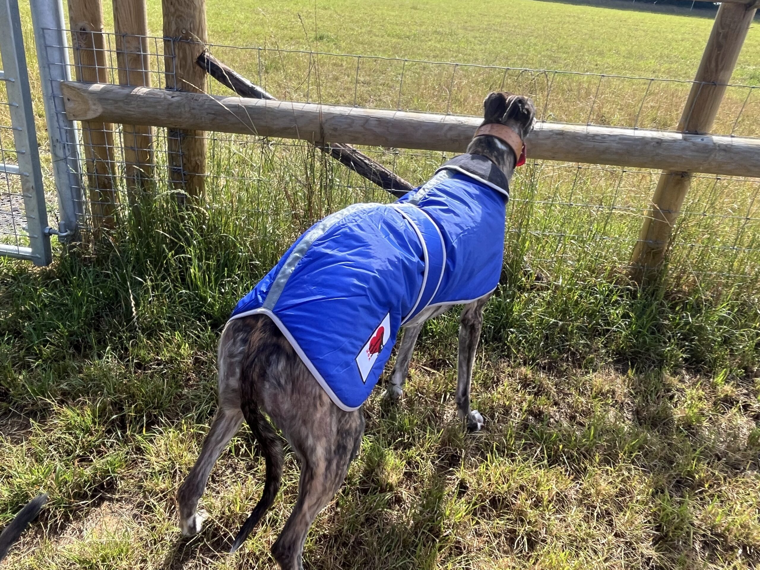 Greyhound Winter Coats With KGR Logo - Image 7