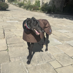 Ofira Sighthound Coat with Faux Fur Lined Snood