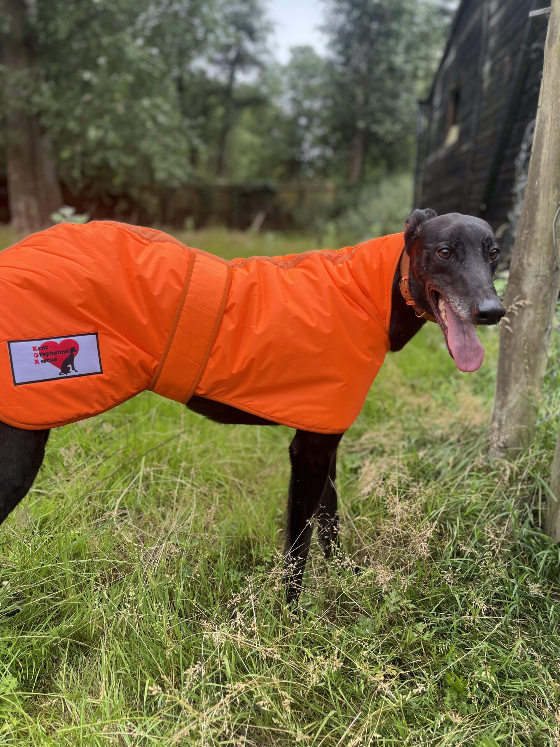 Greyhound Winter Coats With KGR Logo - Image 2