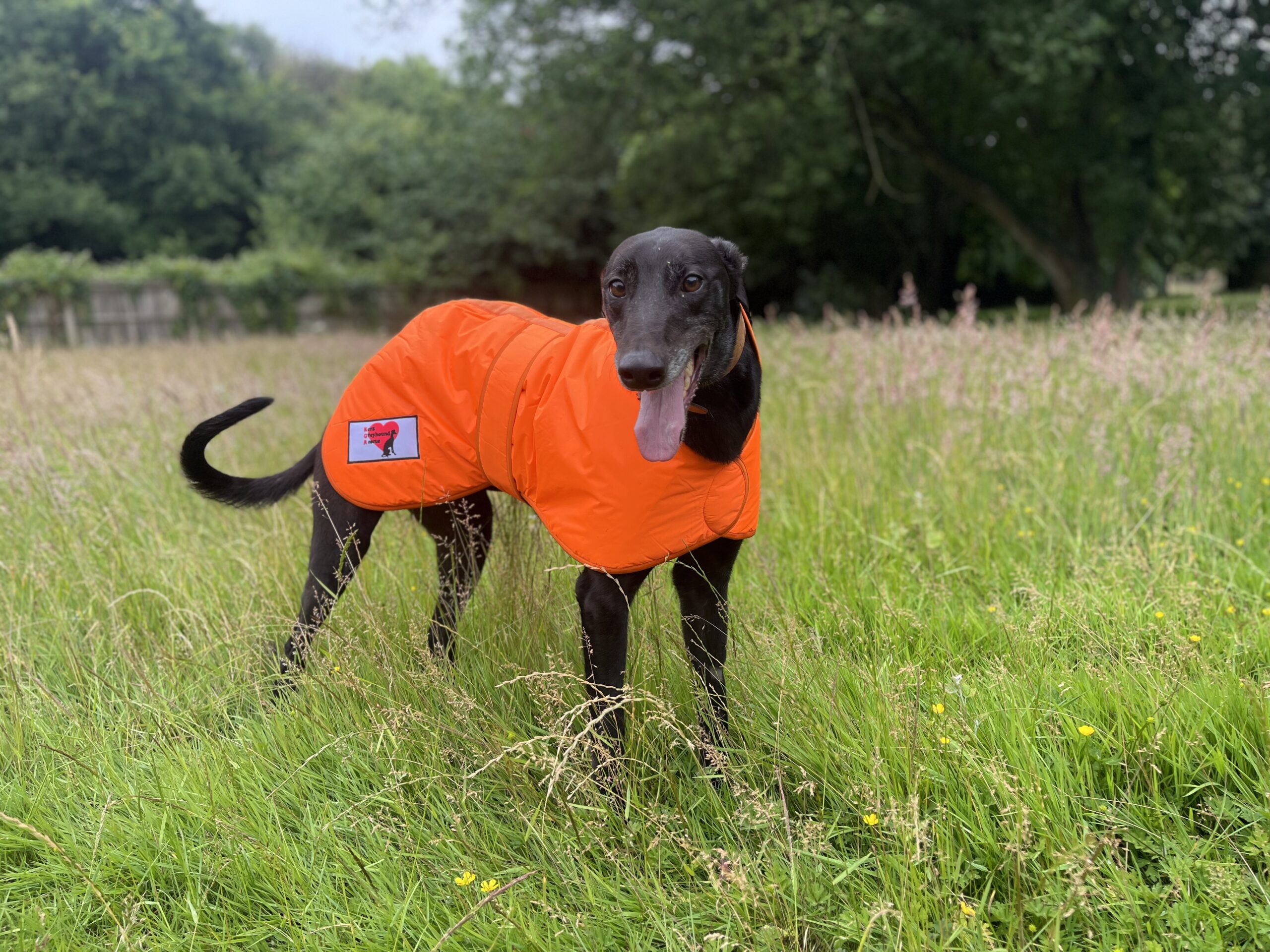 Greyhound Winter Coats With KGR Logo