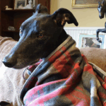 Tartan_Blanket