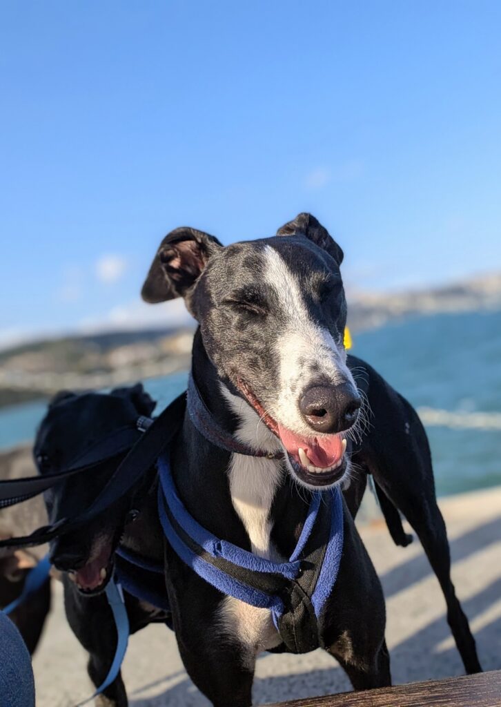 Otto, a 3 years old male Greyhound available for adoption from Kent Greyhound Rescue in Kent