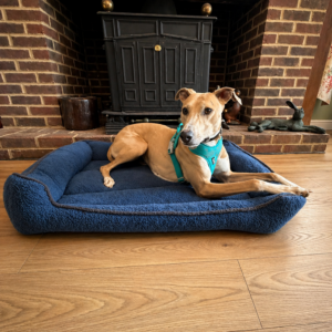 Gor Pets Teddy Bed