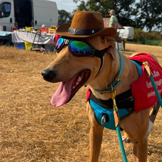 Frank The Fang, a 2 years old male Lurcher available for adoption from Kent Greyhound Rescue in Kent