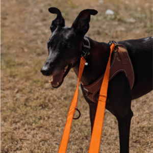 Gor Pets Soft Mesh Harness