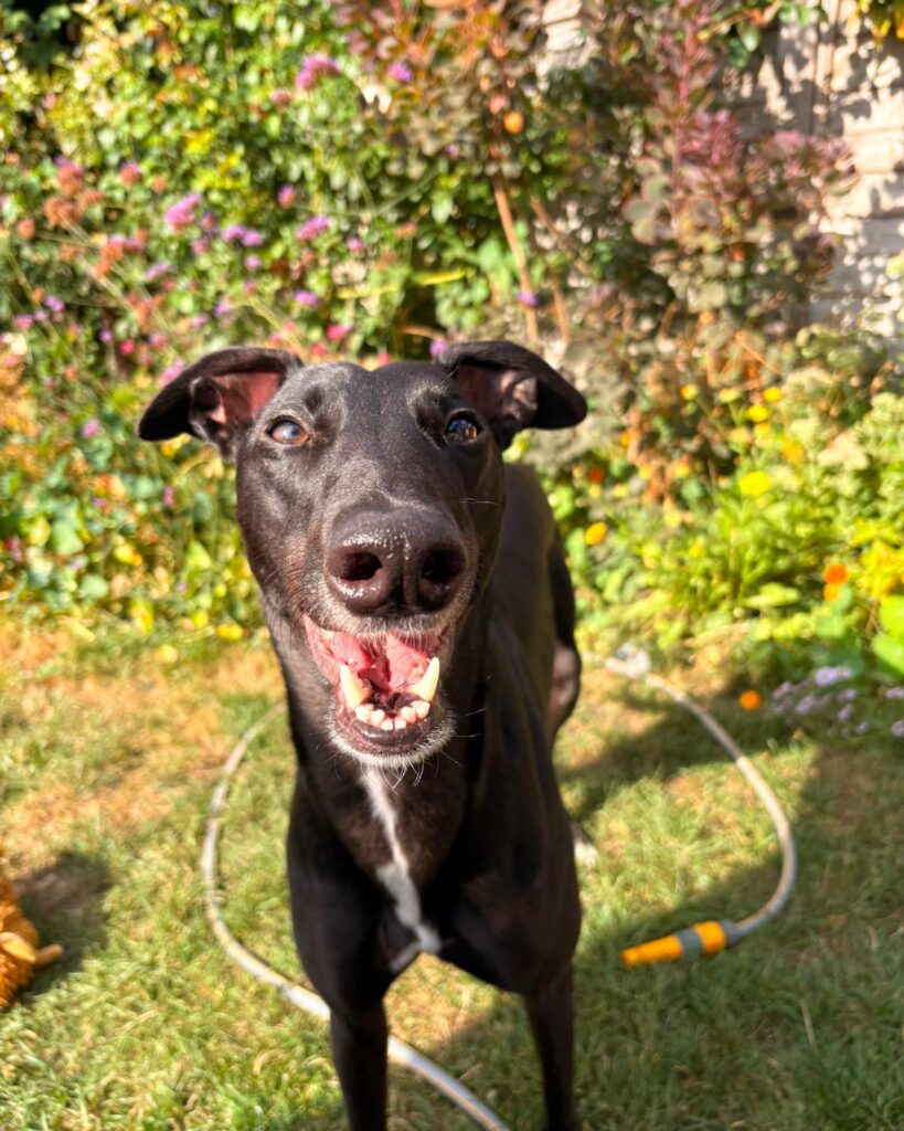 Marlene, a 2 years old female Greyhound available for adoption from Kent Greyhound Rescue in Kent