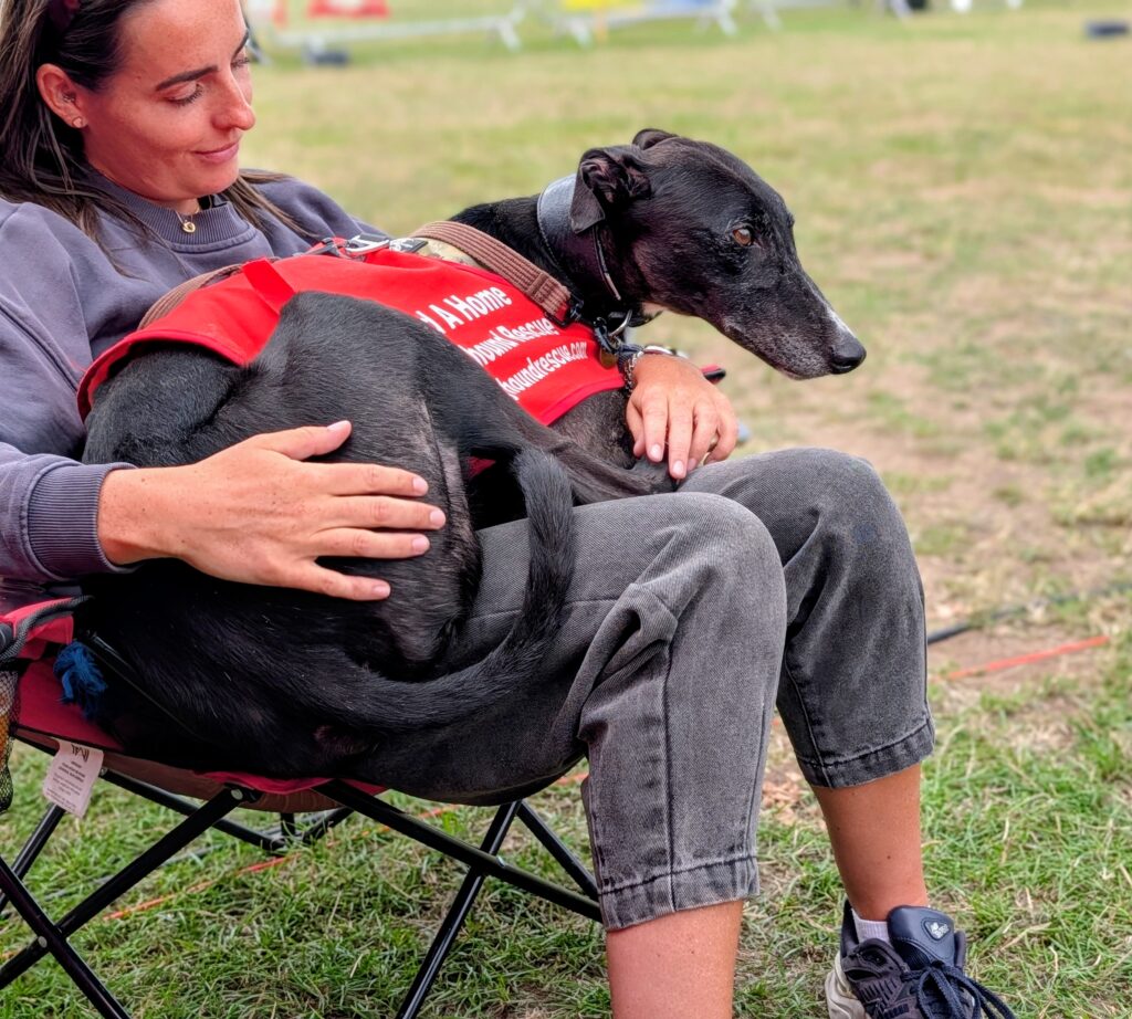 Leonardo, a 5 years old male Greyhound available for adoption from Kent Greyhound Rescue in Kent