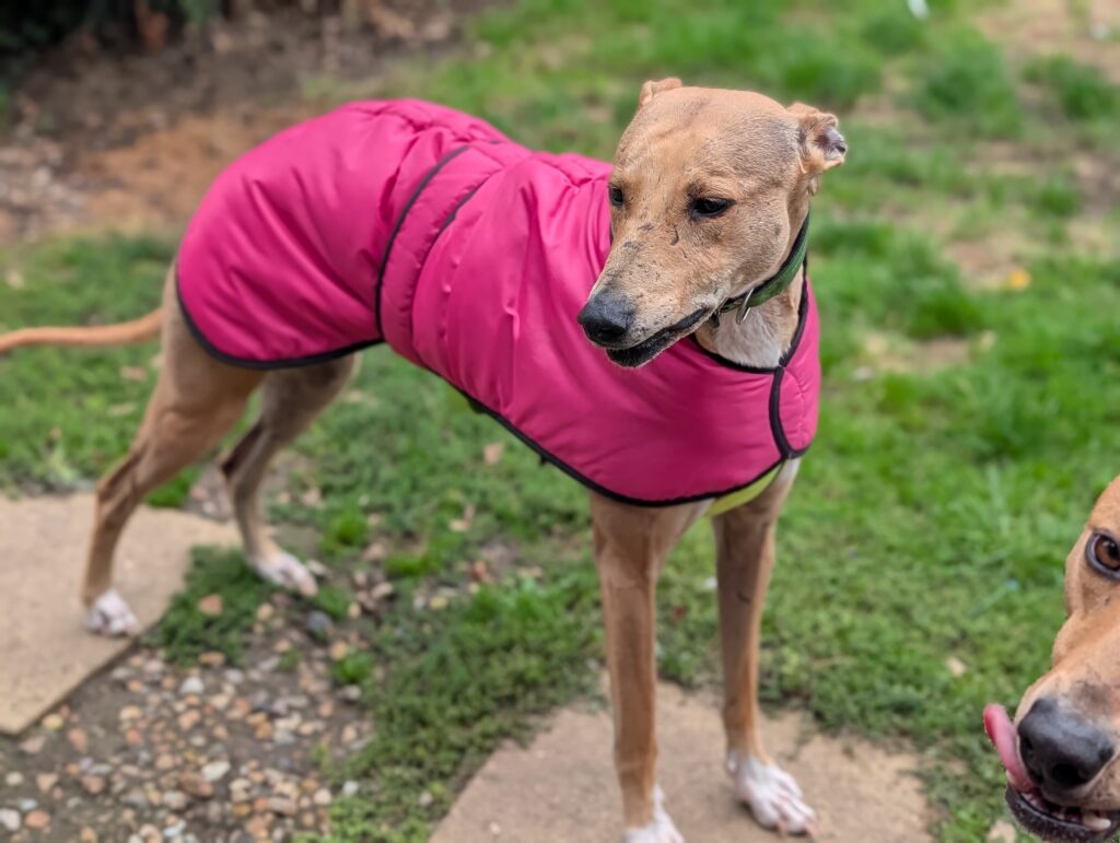 Susie, a 3 years old female Lurcher available for adoption from Kent Greyhound Rescue in Kent