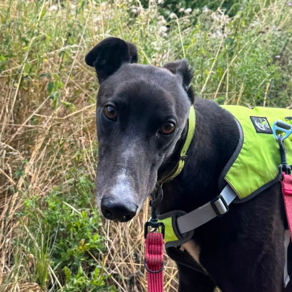 Reef, a 4 years old male Greyhound available for adoption from Kent Greyhound Rescue in Kent
