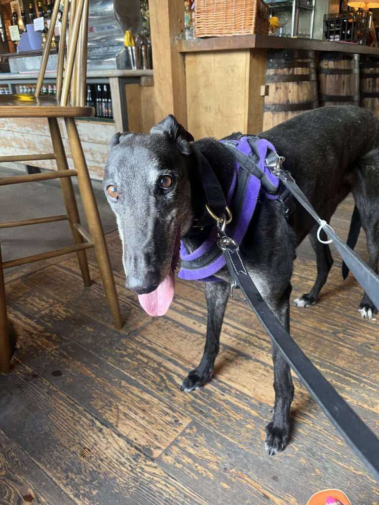 Noel Gallagher, a 7 years old male Greyhound available for adoption from Kent Greyhound Rescue in Kent