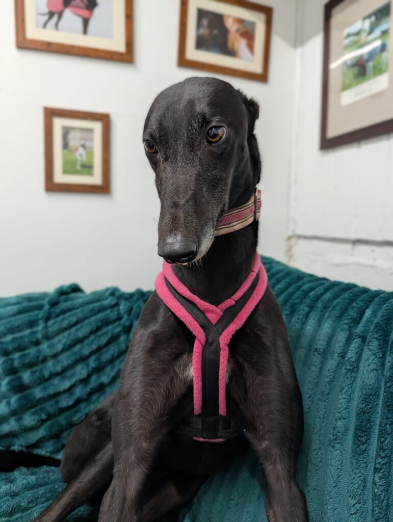 Charlie Brown, a 3 years old male Greyhound available for adoption from Kent Greyhound Rescue in Kent