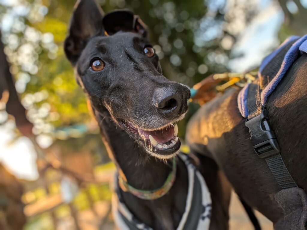 Sally Brown, a 4 years old female Greyhound available for adoption from Kent Greyhound Rescue in Kent