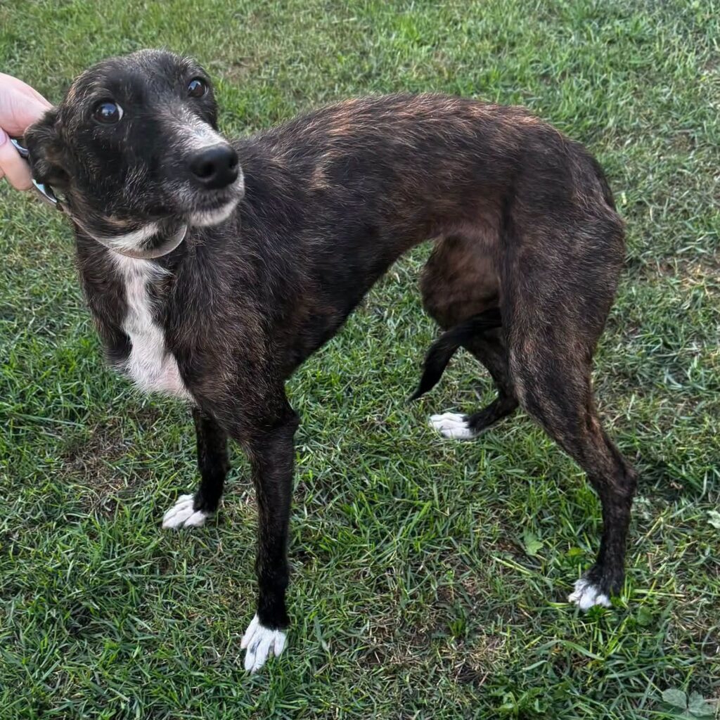 Almond, a female Lurcher available for adoption from Kent Greyhound Rescue in Kent