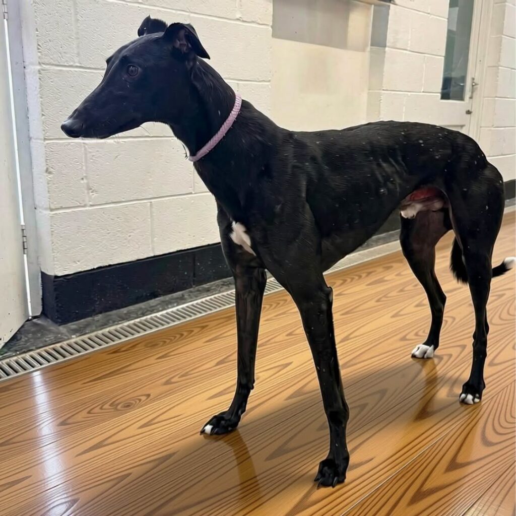 Woodstock, a 5 years old male Greyhound available for adoption from Kent Greyhound Rescue in Kent