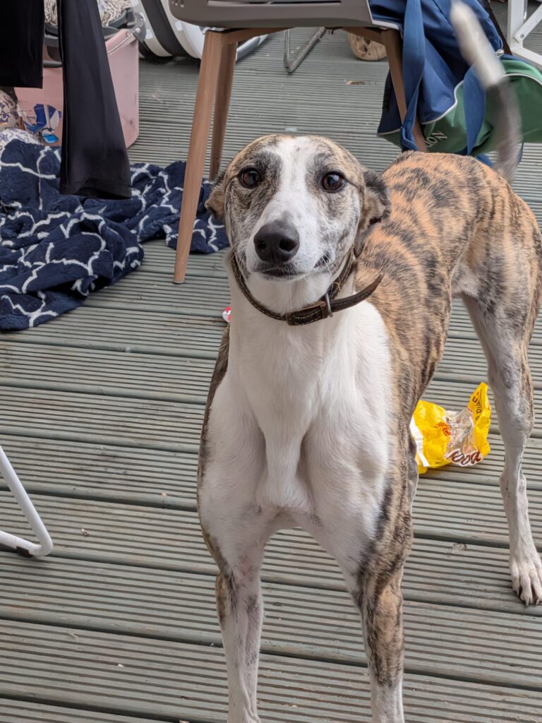 Acorn, a male Lurcher available for adoption from Kent Greyhound Rescue in Kent