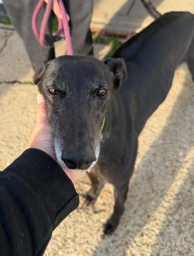 Amanda, a 4 years old female Greyhound available for adoption from Kent Greyhound Rescue in Kent