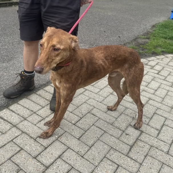 Cashew, a male Lurcher available for adoption from Kent Greyhound Rescue in Kent