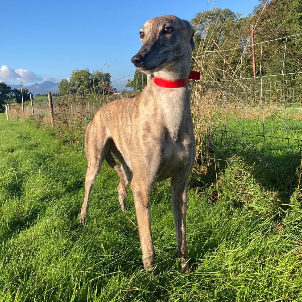 Clawdia Winkleman, a 4 years old female Greyhound available for adoption from Kent Greyhound Rescue in Kent