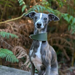 DryDogs Padded Fishtail Leather Sighthound Collars