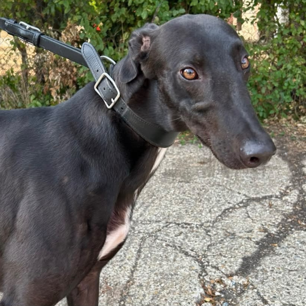 Linus, a 4 years old male Greyhound available for adoption from Kent Greyhound Rescue in Kent