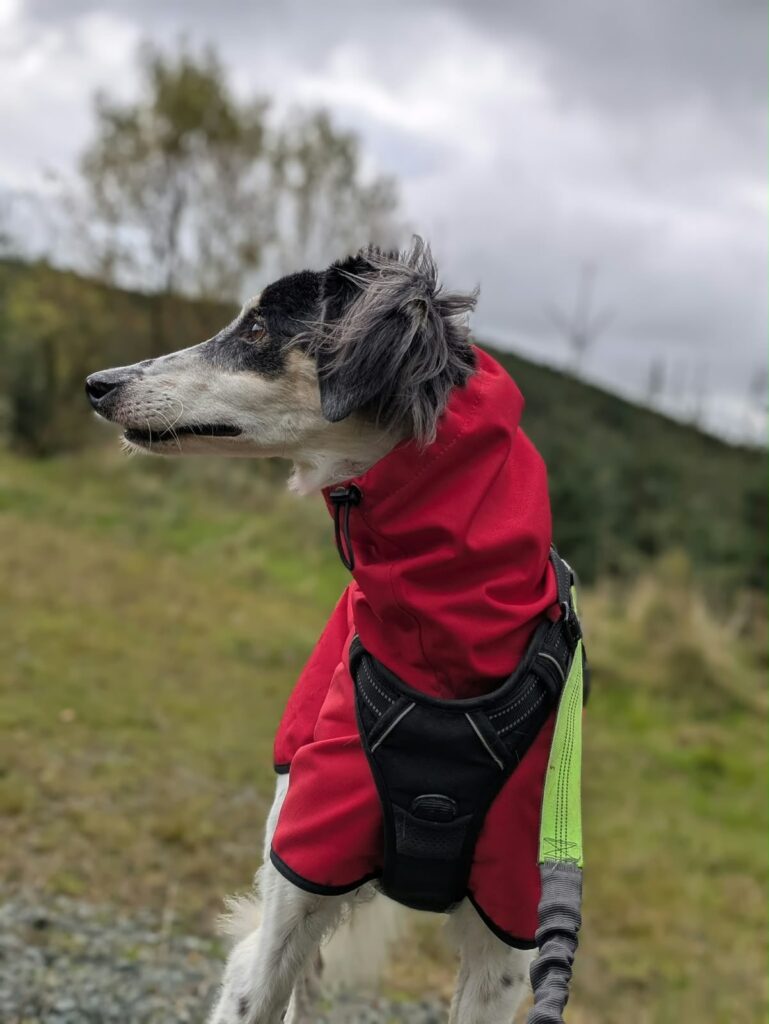 Meryl Shriek, a 7 years old female Lurcher available for adoption from Kent Greyhound Rescue in Kent