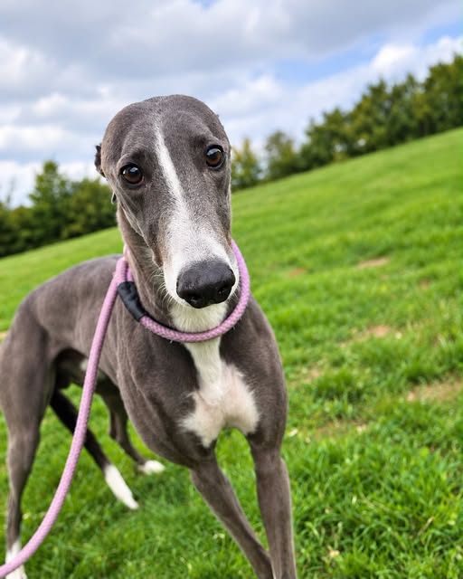 Rerun Van Pelt, a 3 years old male Greyhound available for adoption from Kent Greyhound Rescue in Kent