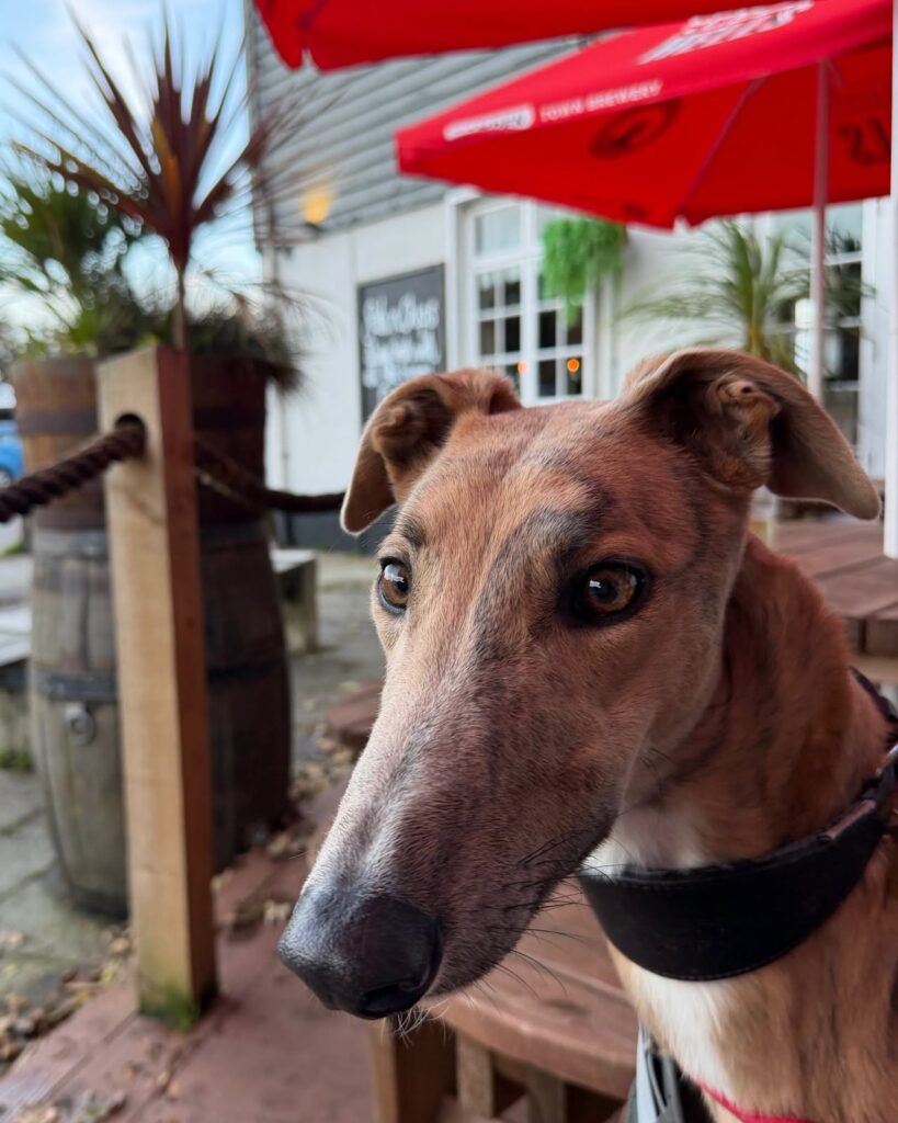 Rick Ghastley, a male Greyhound available for adoption from Kent Greyhound Rescue in Kent