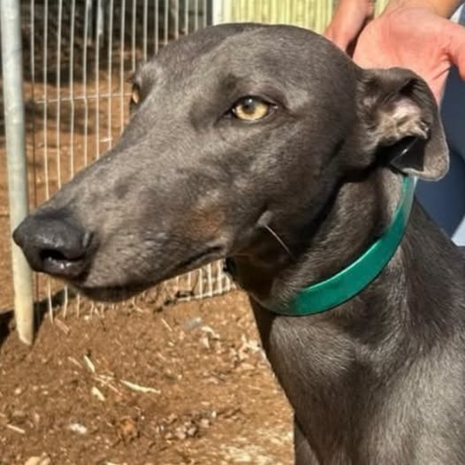 Schroeder, a 3 years old male Greyhound available for adoption from Kent Greyhound Rescue in Kent