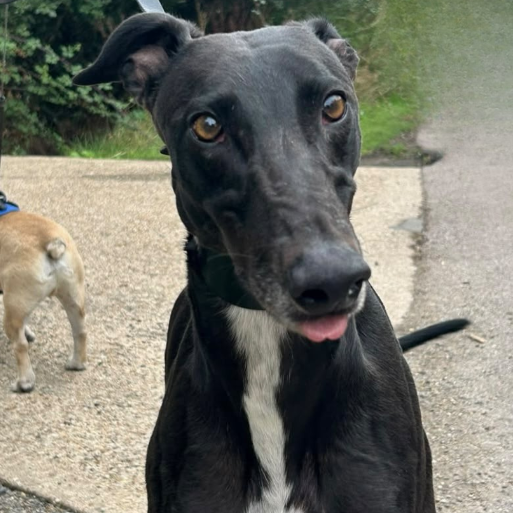 Shermy, a 4 years old male Greyhound available for adoption from Kent Greyhound Rescue in Kent
