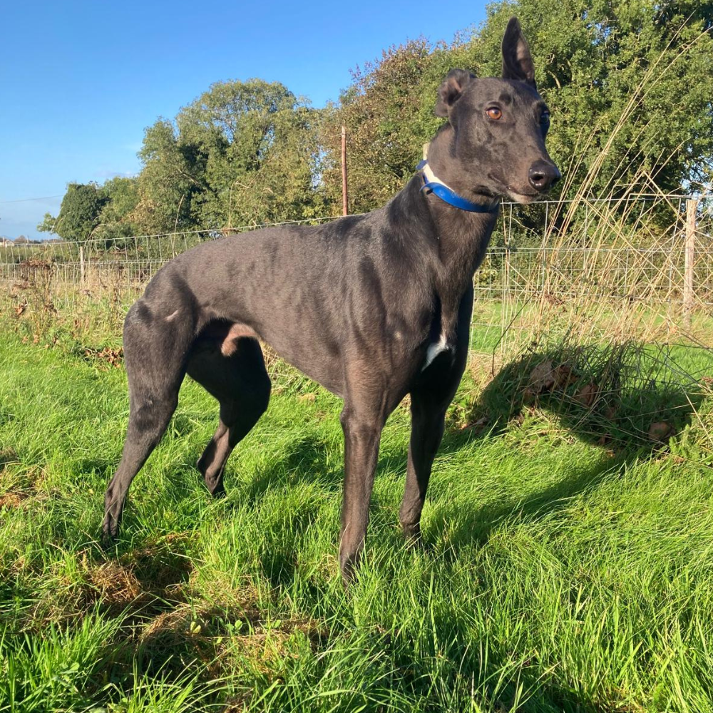 Skippy, a 3 years old male Greyhound available for adoption from Kent Greyhound Rescue in Kent