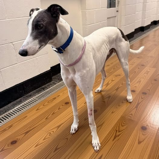 Snoopy, a 3 years old male Greyhound available for adoption from Kent Greyhound Rescue in Kent